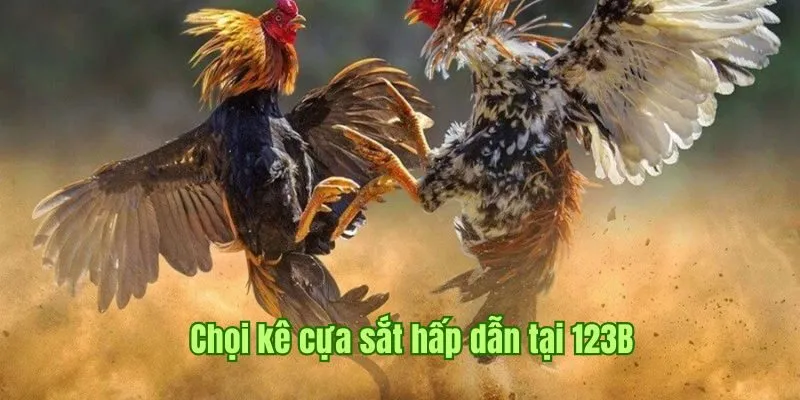 Chọi kê cựa sắt hấp dẫn tại 123B 