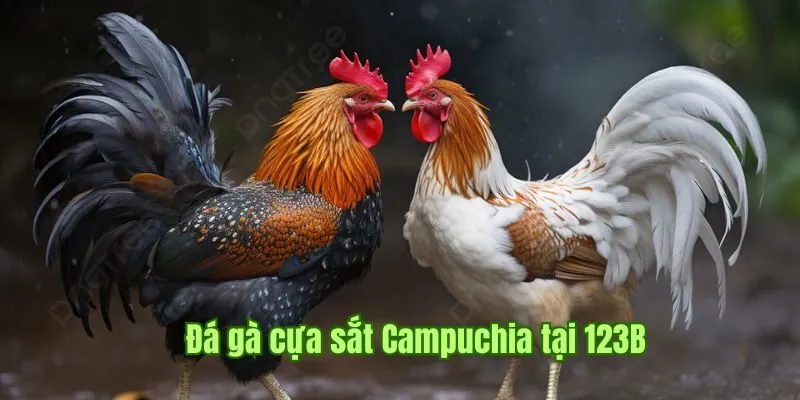 Đá gà cựa sắt Campuchia tại 123B 