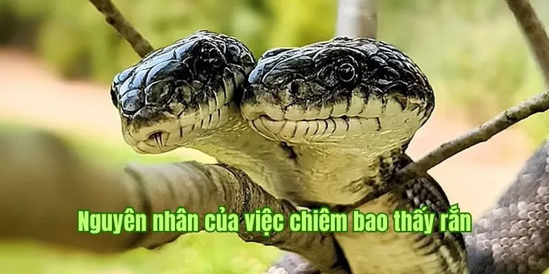 Nguyên nhân của việc chiêm bao thấy rắn 