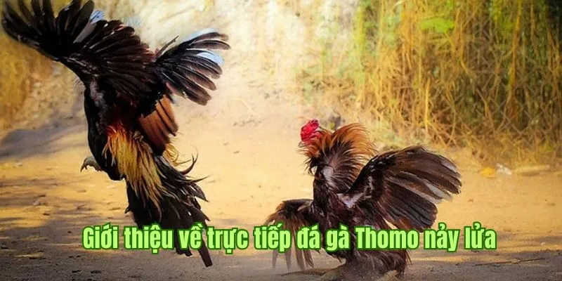 Giới thiệu về trực tiếp đá gà Thomo nảy lửa 